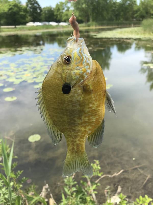 Bluegill in Silver Lake