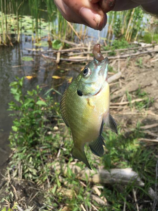 Bluegill in Silver Lake