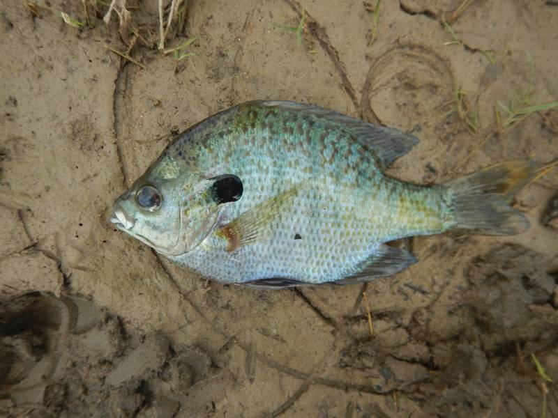 Bluegill in San Leanna