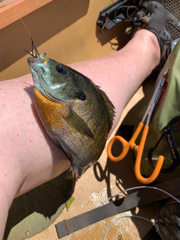 Bluegill in City of Little Falls