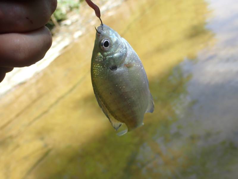 Bluegill in Kentucky