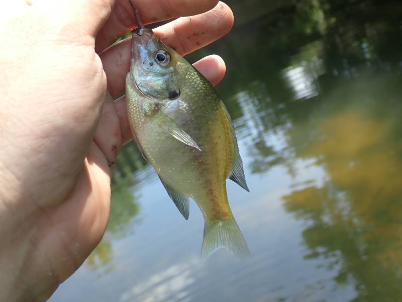Bluegill in Kentucky