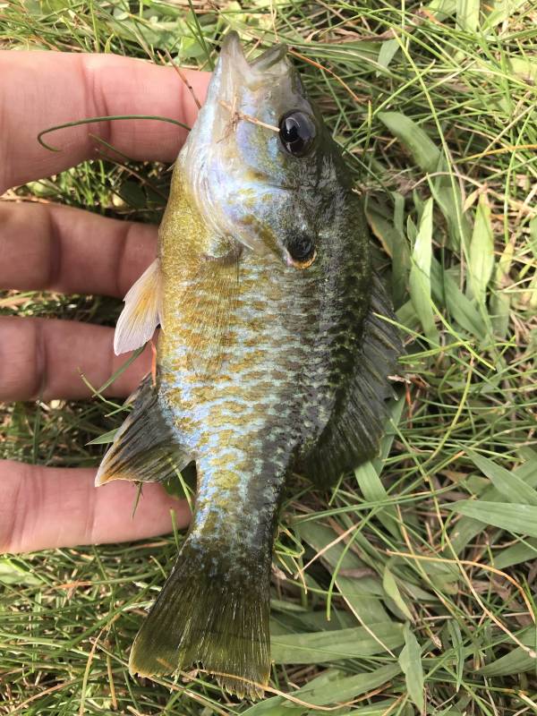 Bluegill in Garber