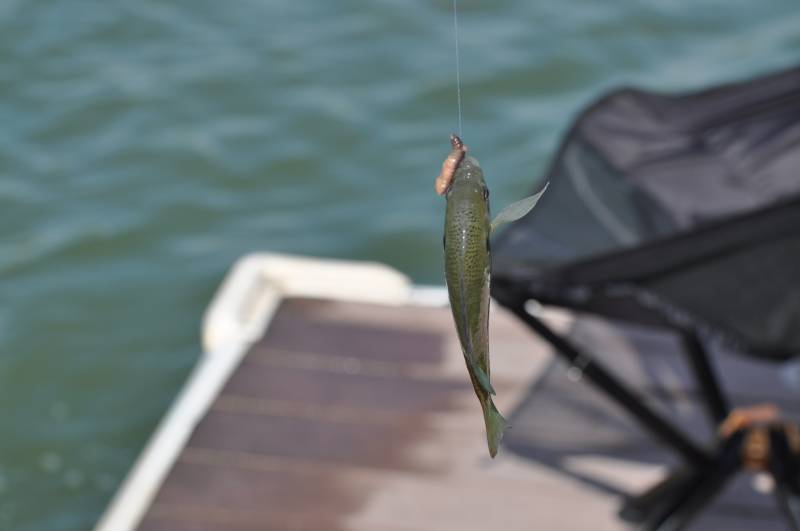 Bluegill in Midwest City
