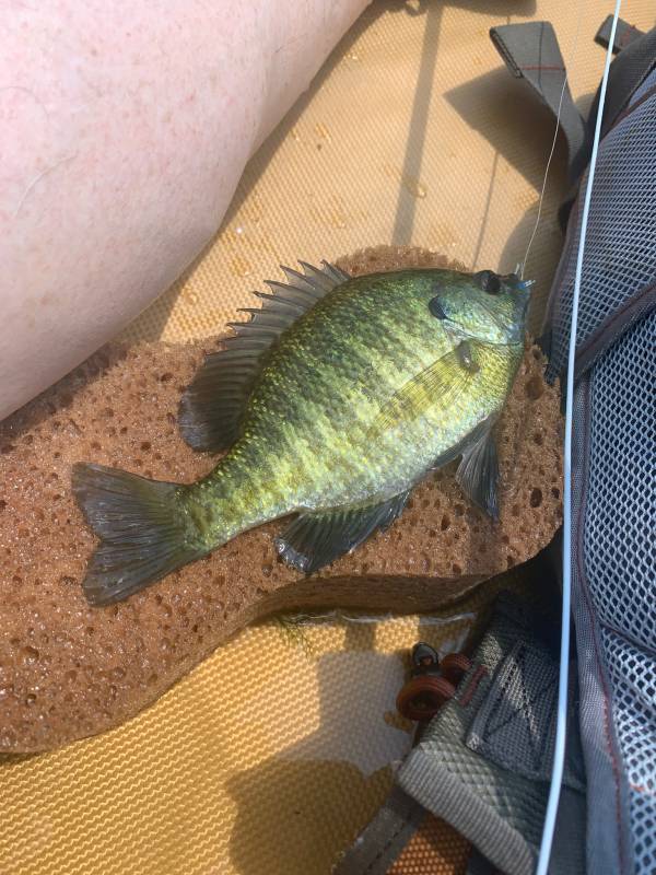 Bluegill in City of Little Falls
