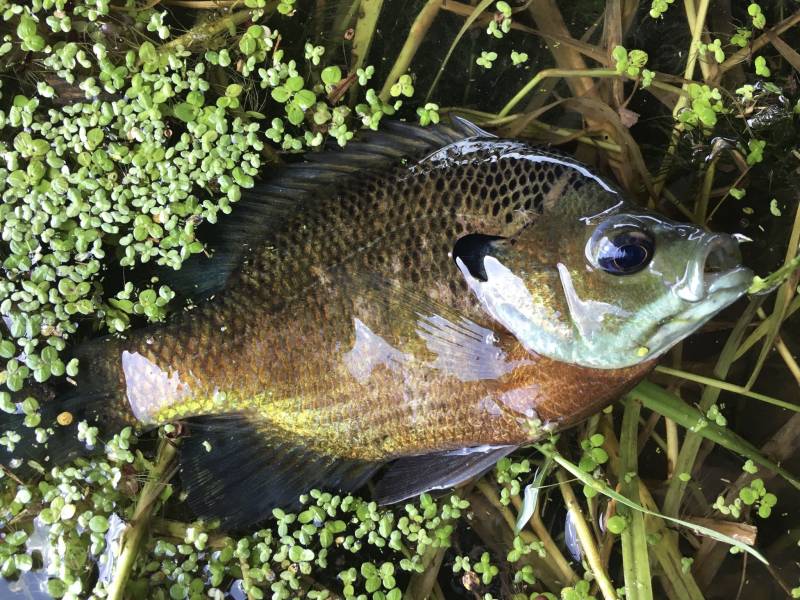 Bluegill in Louisiana