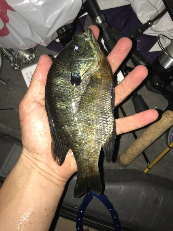 Bluegill in California