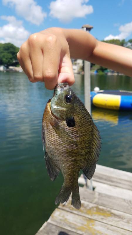 Bluegill in Lake Okauchee