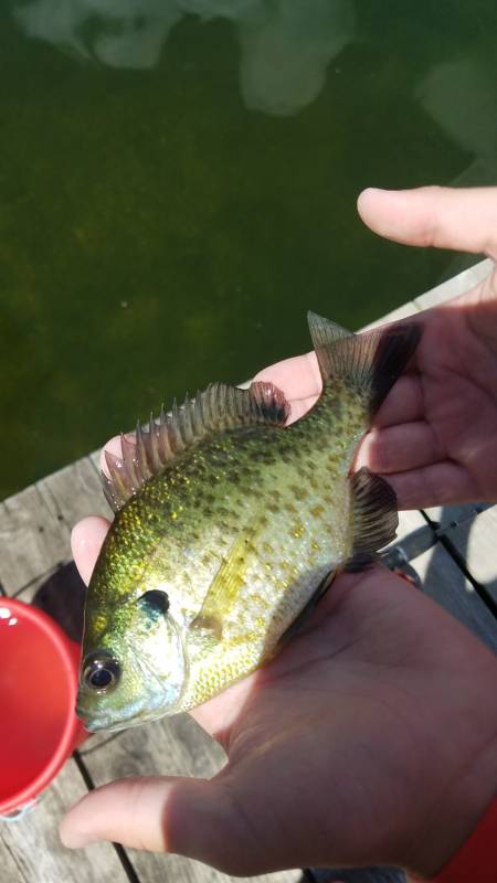 Bluegill in Lake Okauchee