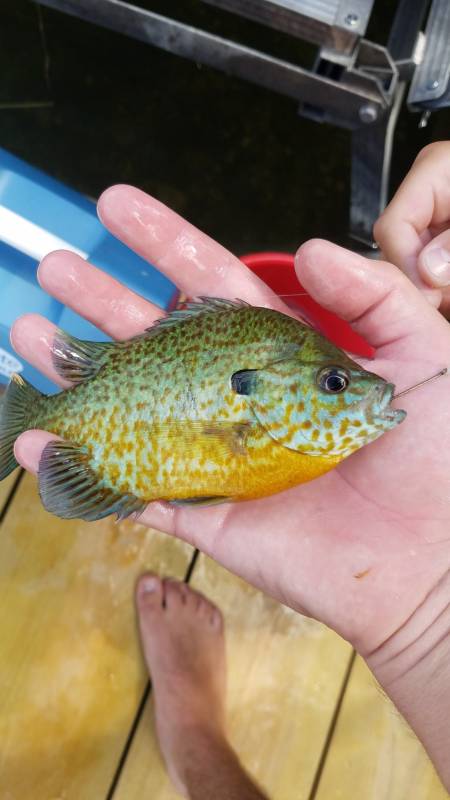 Pumpkinseed sunfish in Lake Okauchee