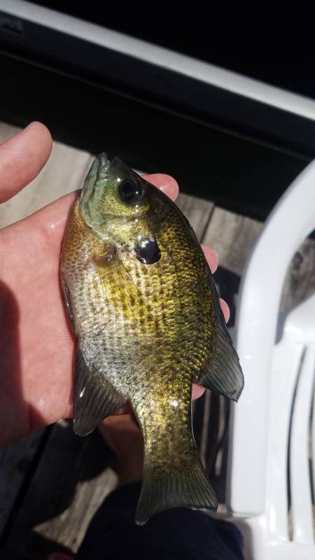 Bluegill in Lake Okauchee