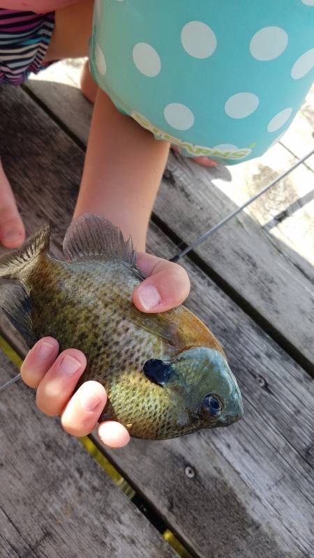 Bluegill in Lake Okauchee