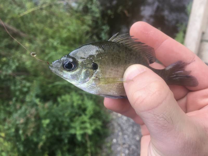 Bluegill in Louisiana