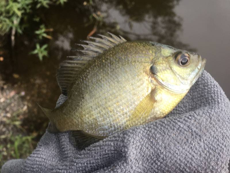 Bluegill in Louisiana