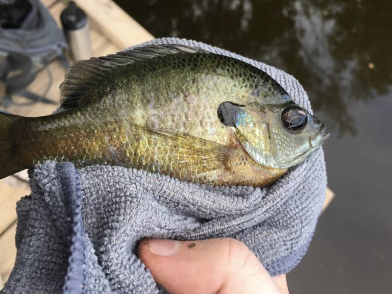 Bluegill in Louisiana