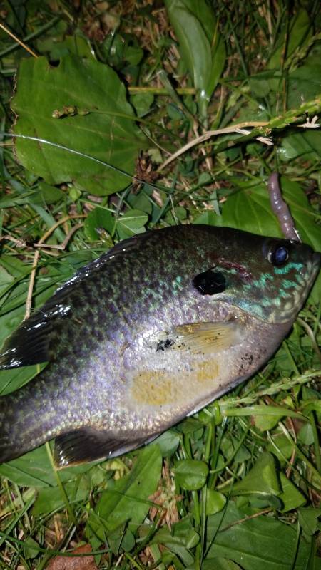 Bluegill in Lake Okauchee