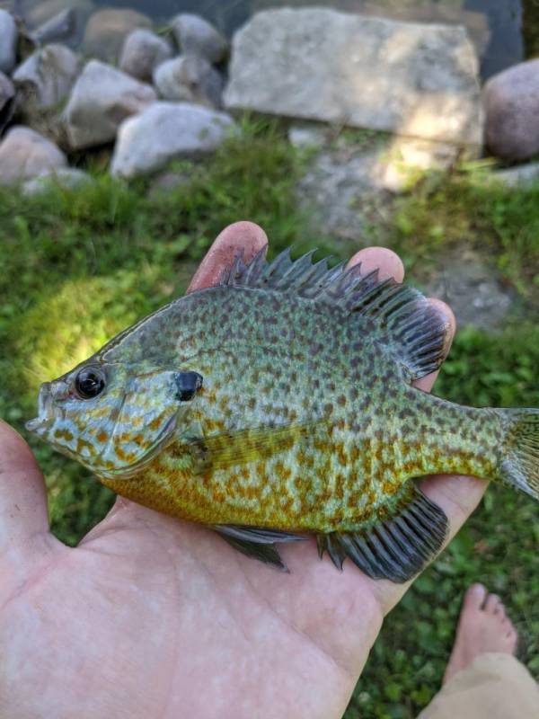 Pumpkinseed sunfish in Lake Okauchee