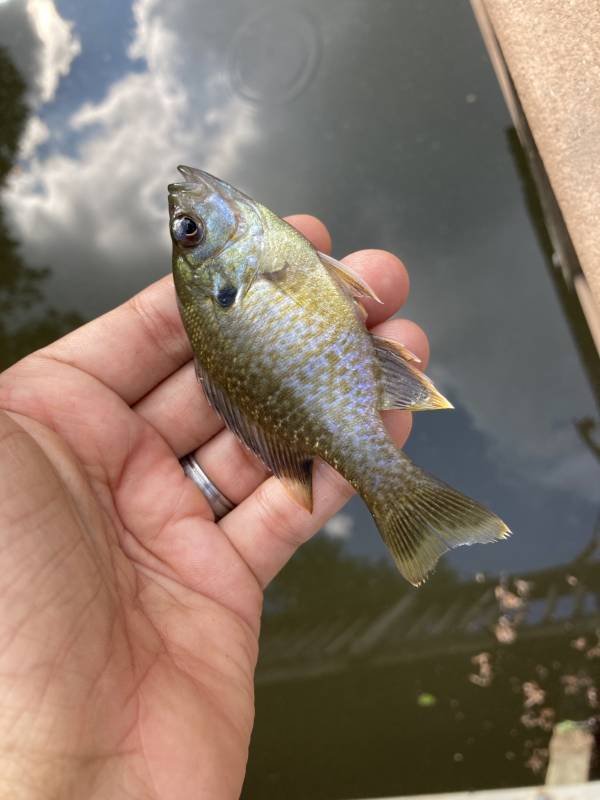 Bluegill in Liberty