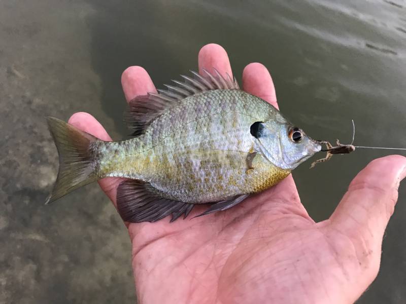 Bluegill in Alamo Heights