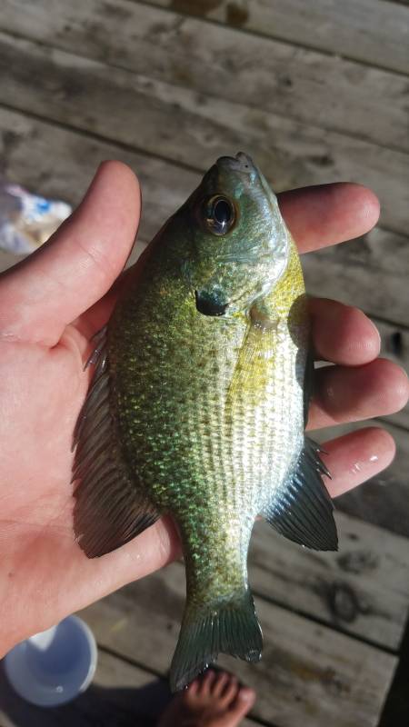 Bluegill in Lake Okauchee