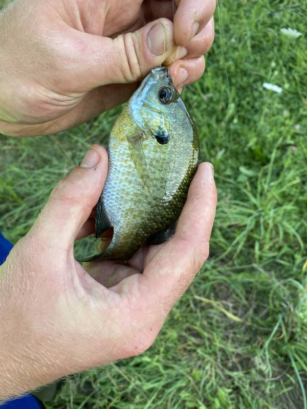 Bluegill in Manchester