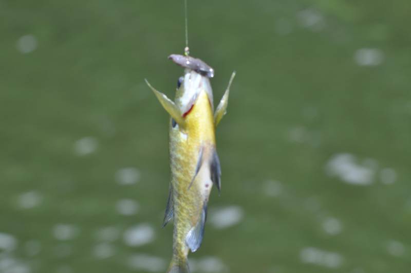 Bluegill in East Gull Lake