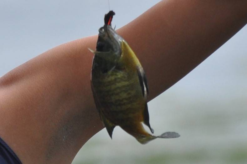 Bluegill in East Gull Lake