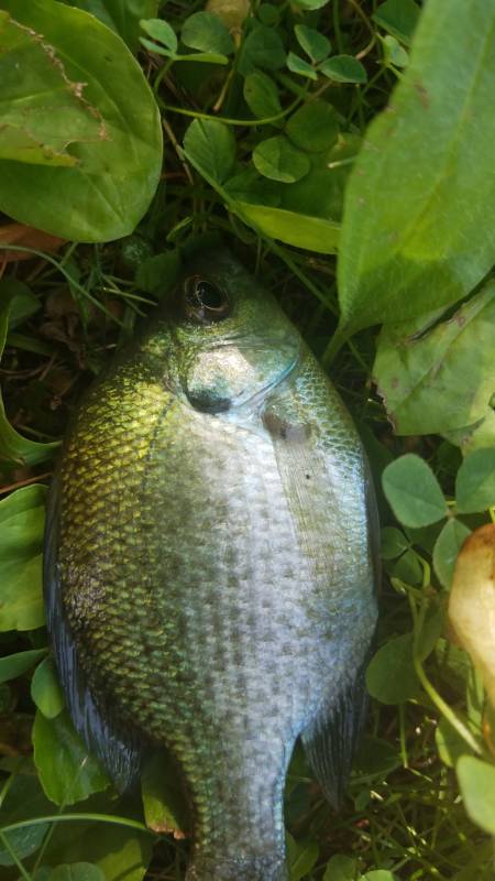 Bluegill in Lake Okauchee