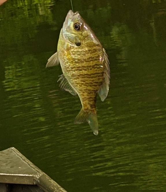 Bluegill in Frederick County