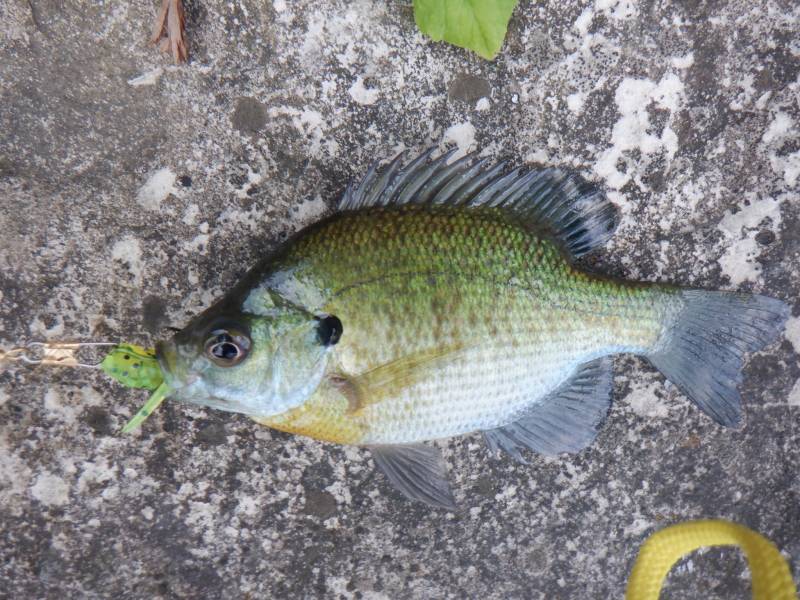 Bluegill in Lake Okauchee