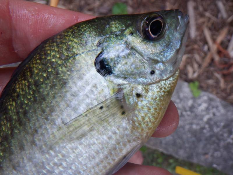 Bluegill in Lake Okauchee