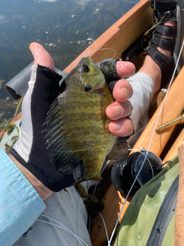 Bluegill in City of Little Falls
