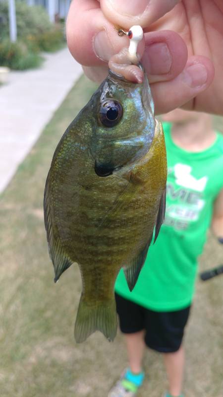 Bluegill in Le Claire