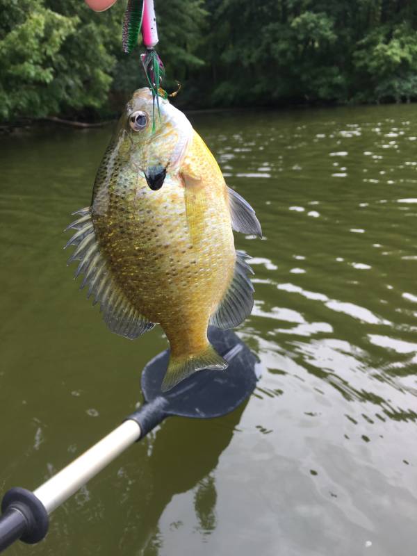 Bluegill in Hubbard