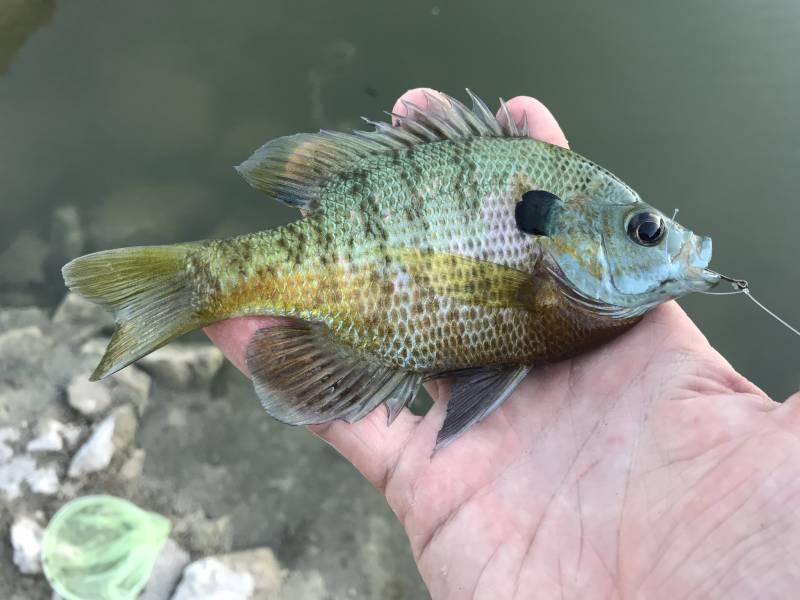 Bluegill in Alamo Heights
