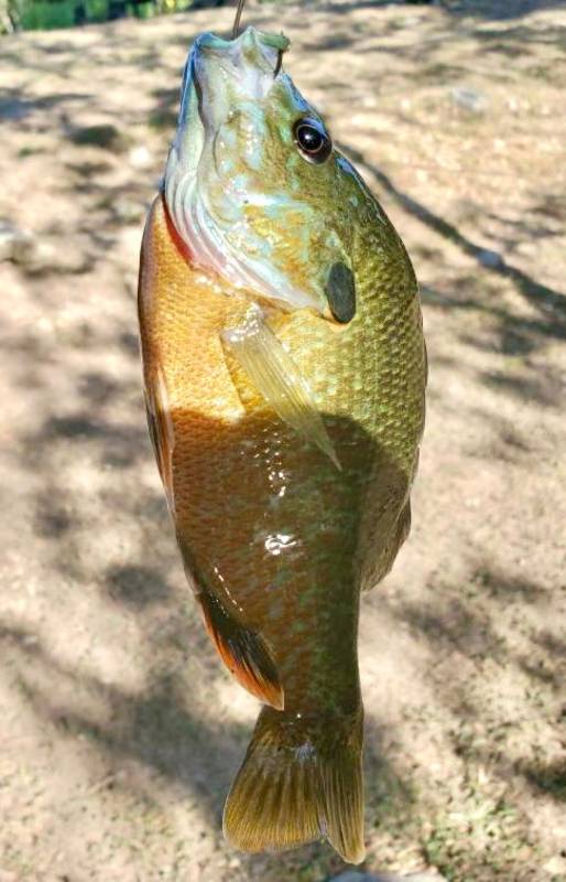 Bluegill in San Leanna