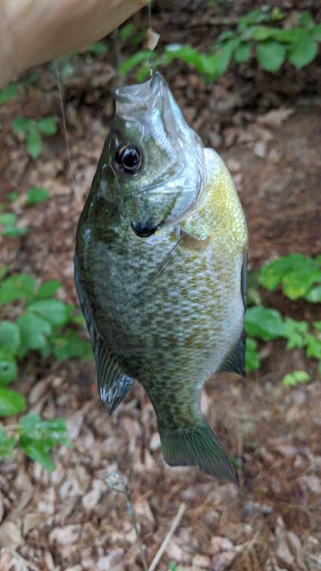 Bluegill in Frederick County