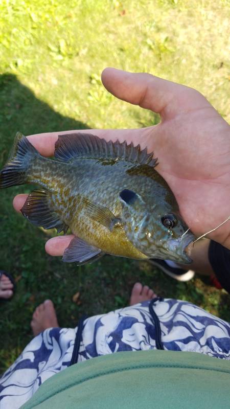 Bluegill in Lake Okauchee
