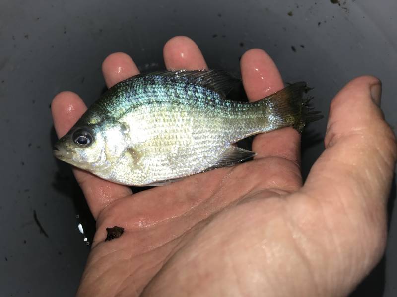 Bluegill in Onalaska