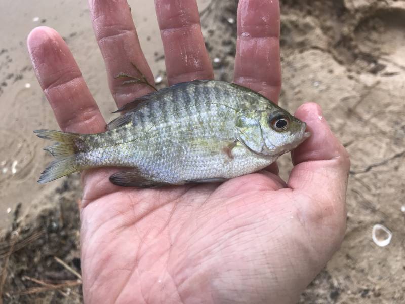 Bluegill in Onalaska