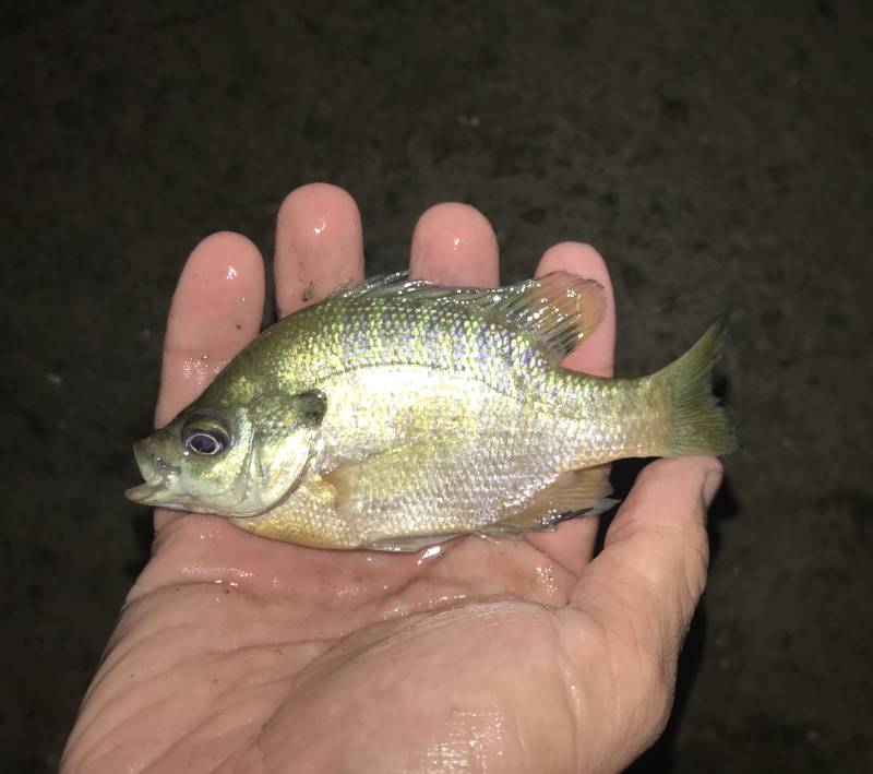 Bluegill in Round Top