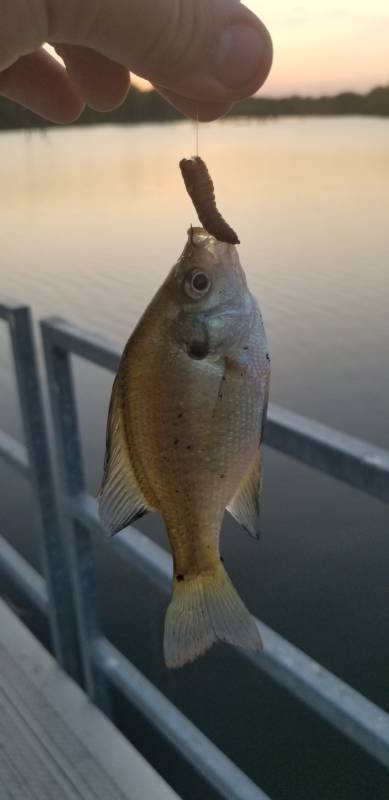 Bluegill in Saint Joseph