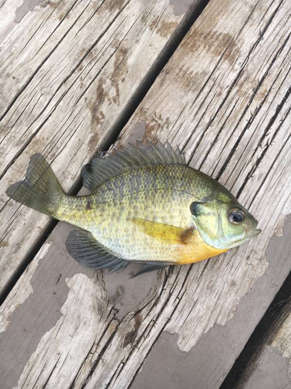Bluegill in Oakdale