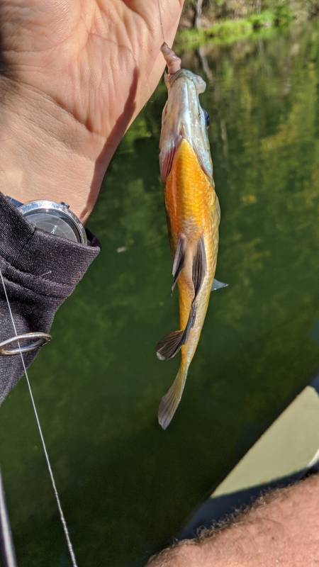 Pumpkinseed sunfish in Frederick County