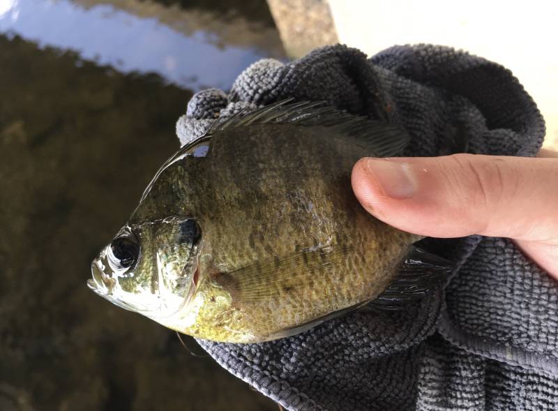 Bluegill in Louisiana