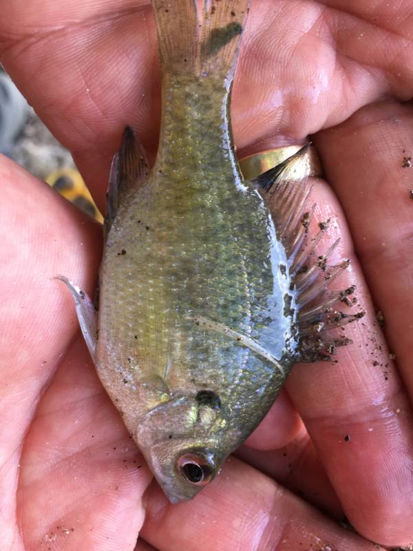 Bluegill in San Leanna