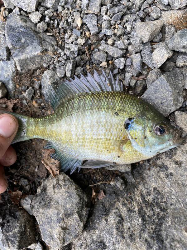 Bluegill in Media
