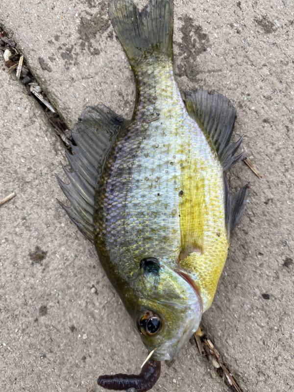Bluegill in Margate City