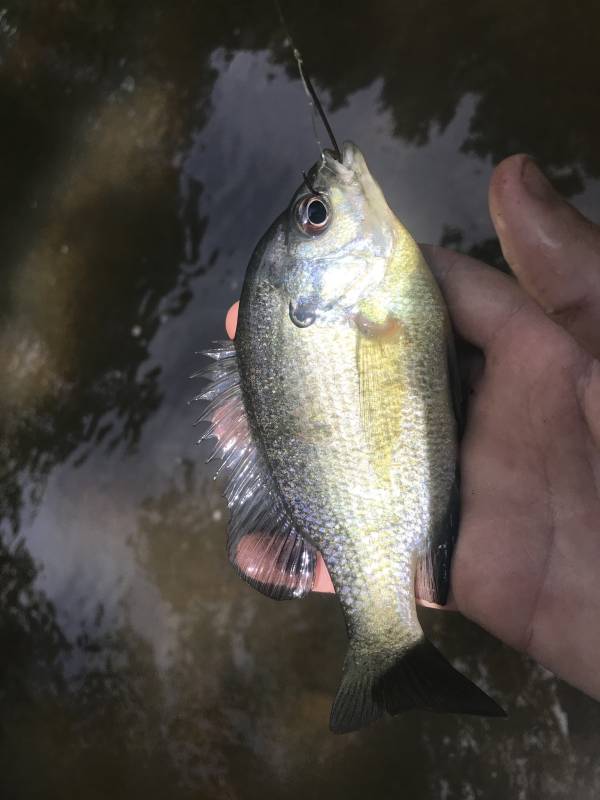 Bluegill in Liberty