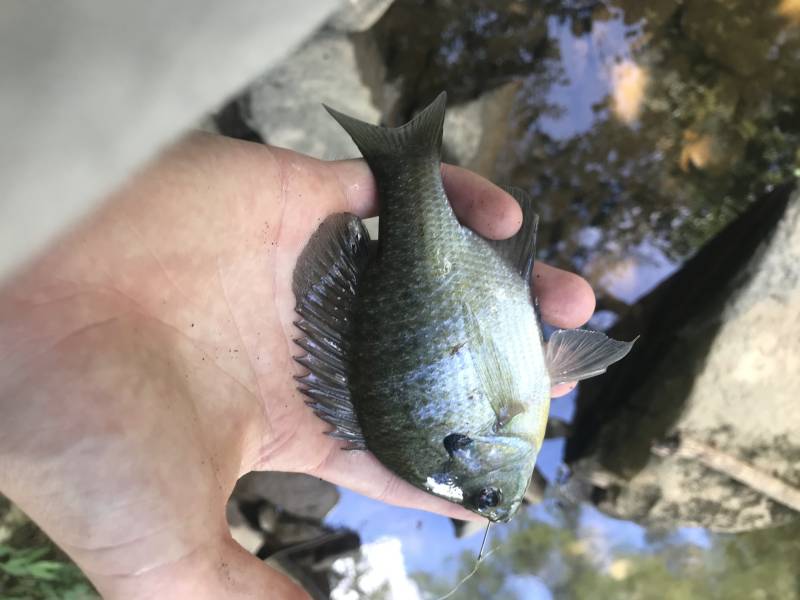 Bluegill in Liberty